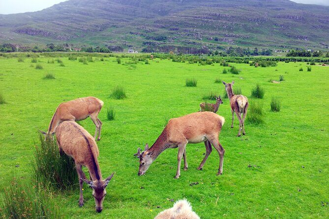 2 Days on the Loch Ness Canal of Caledonia and the Highlands - Fort William: outdoor-sports town plus Ben Nevis perspective