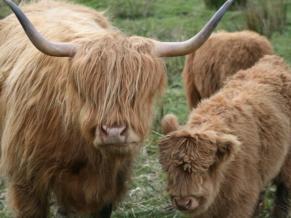 Best of Scotland in a Day Very Small Group Tour from Edinburgh - Dunkeld Cathedral: A Calm Village Start (and a Free Wander)