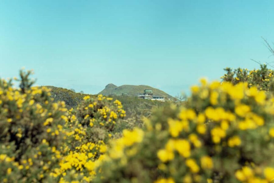 Edinburgh: Arthur's Seat Hike with Mountain Guide - The main ascent (about 1 hour): trail time, plants, and wildlife