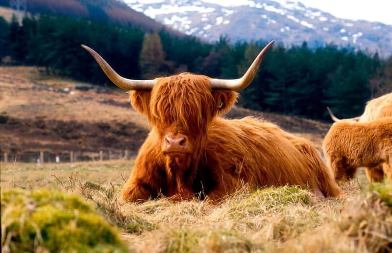 Edinburgh: Balmoral Castle and Scone Palace Royal Tour - A Royal Estates day trip that actually makes sense