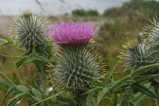 Edinburgh City Centre and St Andrews Private Driving Day Tour - Key highlights I’d circle on your map