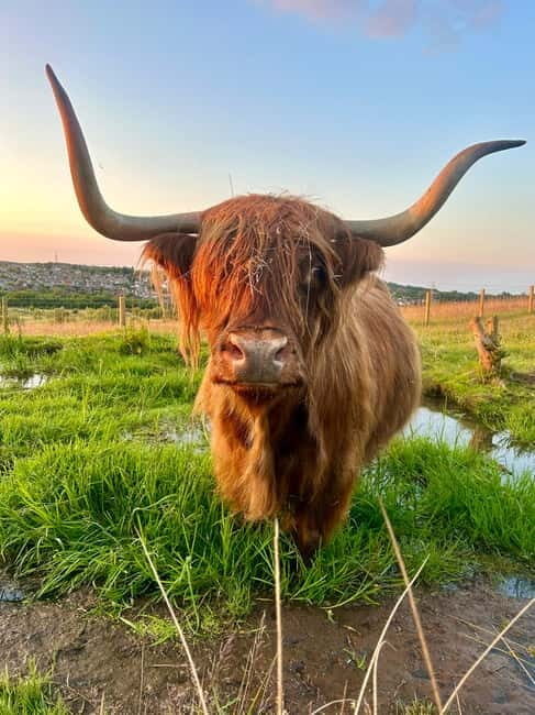 Edinburgh: Highland Cow, Blackness Castle, and Cake Tour - Key highlights worth your time
