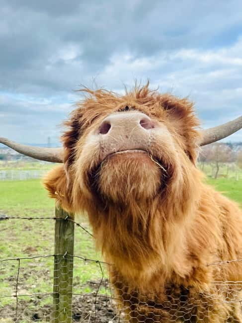 Edinburgh: Highland Cow, Blackness Castle, and Cake Tour - Blackness Castle on the Firth of Forth: Fortress Views and TV-Style Stories
