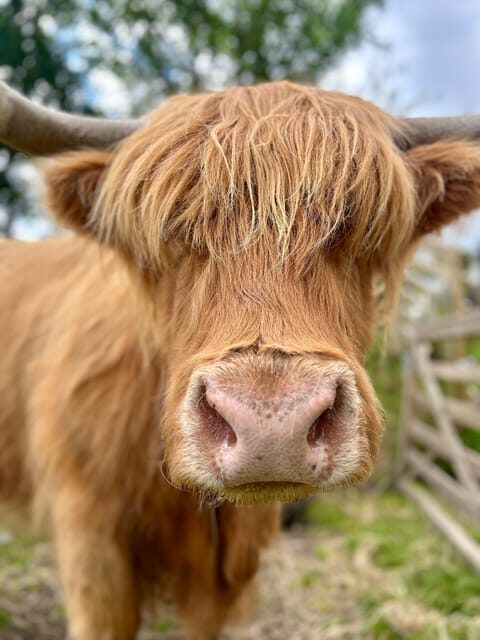 Edinburgh: Highland Cow, Blackness Castle, and Cake Tour - Should You Book Blackness Castle, Highland Cows, and Cake?