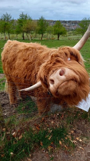 Edinburgh: Hill & Nature Hike With a Local - Wildlife Chances: Highland Cows, Deer, and Nesting Birds