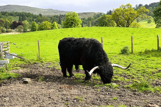 Edinburgh: Loch Ness, Glencoe & The Highlands - Pitlochry wrap-up: a final stretch before heading back
