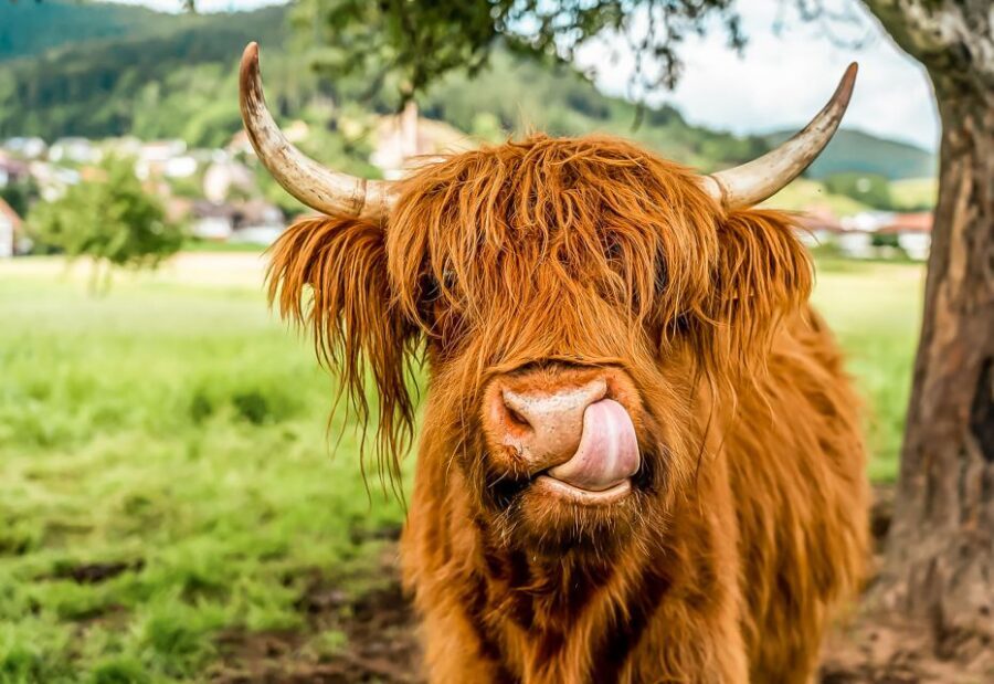 Edinburgh: Loch Ness, Glencoe & the Scottish Highlands Tour - Key Things to Know Before You Go
