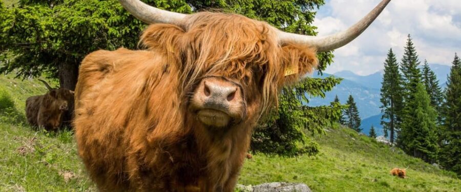 Edinburgh: Loch Ness, Scenic Walk, Glencoe & Whisky Day Tour - Value and cost: what $101 really buys (and what you’ll pay extra)