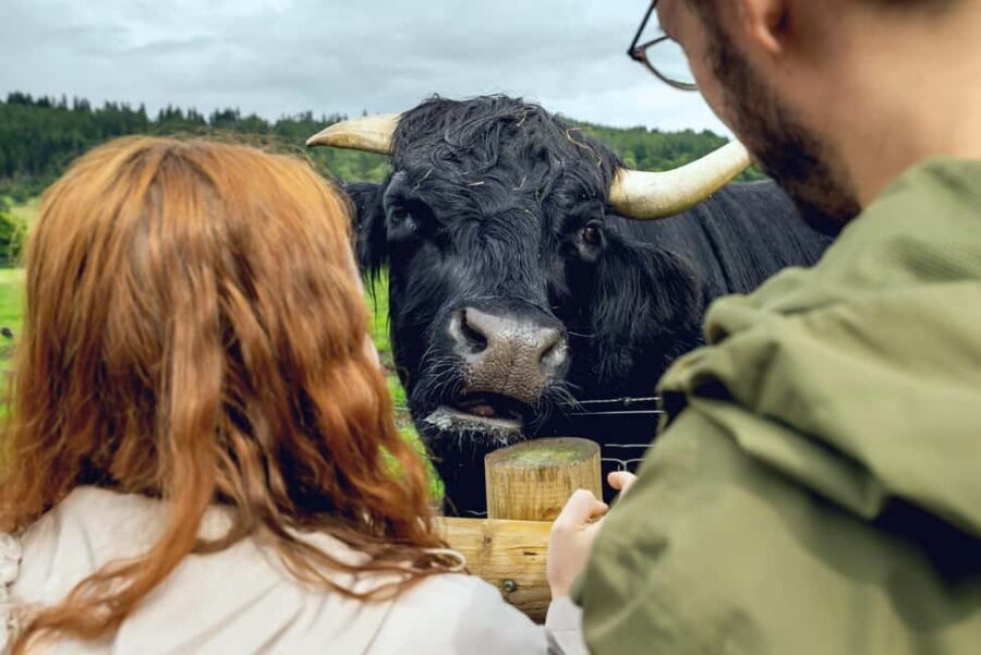 Edinburgh to Scottish Highlands: Whisky, Views & Hairy Coos - Loch Katrine: the calm loch stop you’ll actually enjoy