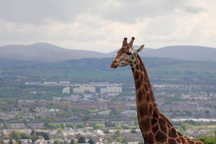 Edinburgh Zoo Entrance Ticket - Key Things That Make Edinburgh Zoo Worth Your Day