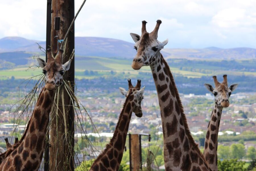 Edinburgh Zoo Entrance Ticket - Price and Value: Is $36 a Good Deal for Edinburgh Zoo?