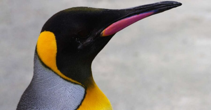 Edinburgh Zoo Entrance Ticket - A Practical Route Through 2,500 Animals: Penguins, Koalas, and Tigers