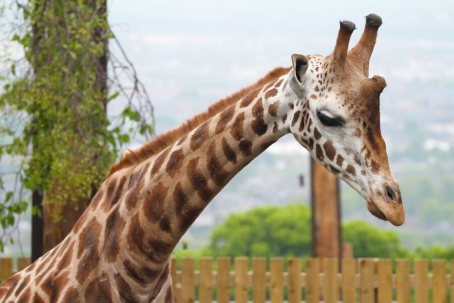 Edinburgh Zoo Entrance Ticket - Don’t Miss the Giraffe Herd Views (City and Pentland Hills)