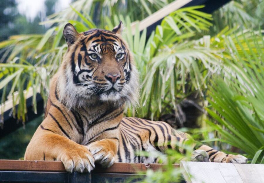 Edinburgh Zoo Entrance Ticket - Daily Keeper Talks and Encounters: Timing That Actually Helps
