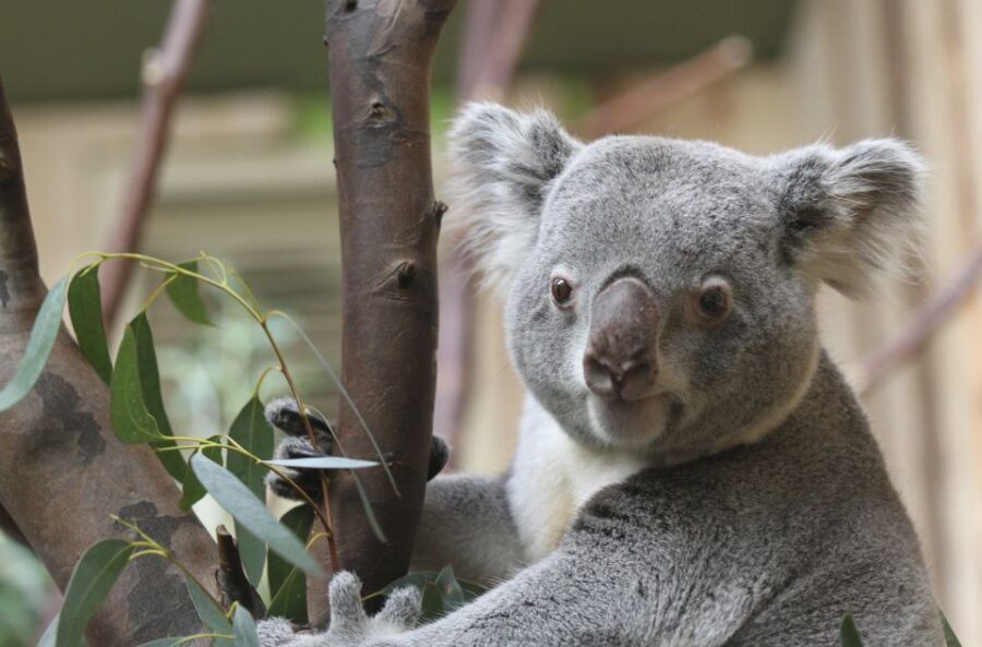 Edinburgh Zoo Entrance Ticket - Food, Benches, Toilets, and the Real Cost of Walking