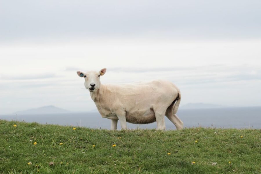 From Edinburgh: 2-Day Highlands Tour with Hogwarts Express - Lunch in Mallaig: where seafood gets the spotlight