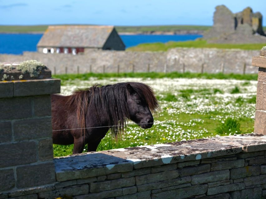 From Edinburgh: 6-Day Shetland & Nothernmost Explorer - Day 4: Unst’s northern edge, Muckle Flugga, and Viking traces
