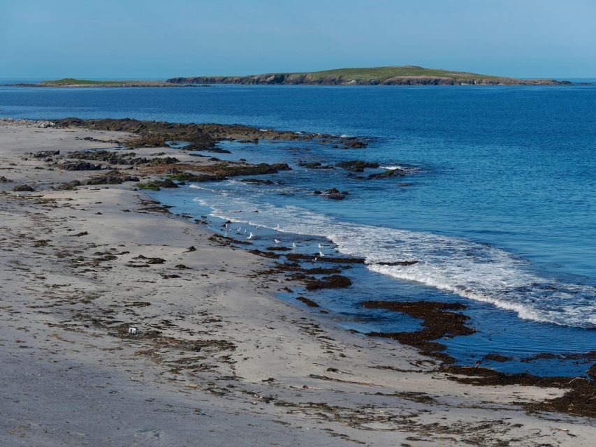 From Edinburgh: 6-Day Shetland & Nothernmost Explorer - Day 5: Pet the Shetland ponies, then chase seals and seabirds