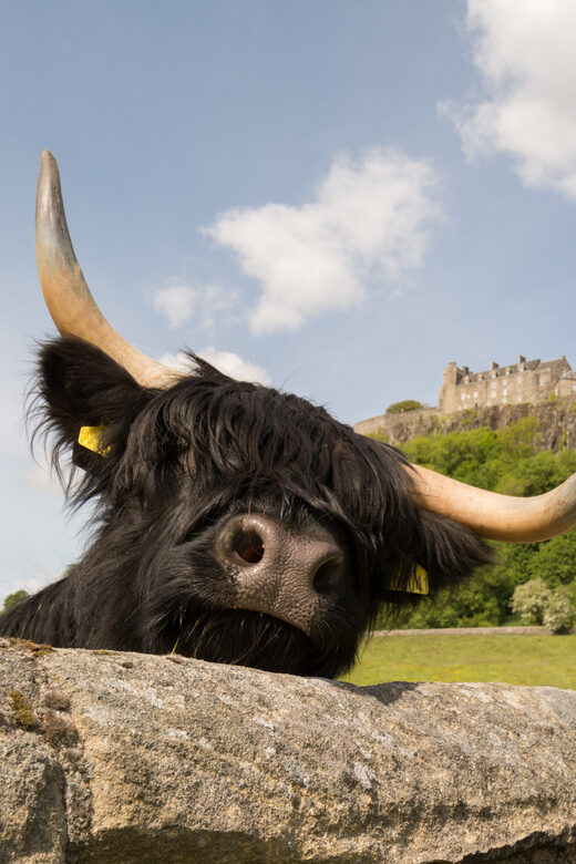 From Edinburgh: Loch Lomond, Stirling Castle & Kelpies Tour - Balloch and Loch Lomond Shores: where you can slow down