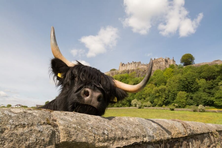From Edinburgh: Loch Lomond, Stirling Castle & Kelpies Tour - Stirling Castle: your big-ticket moment (and what to plan for)