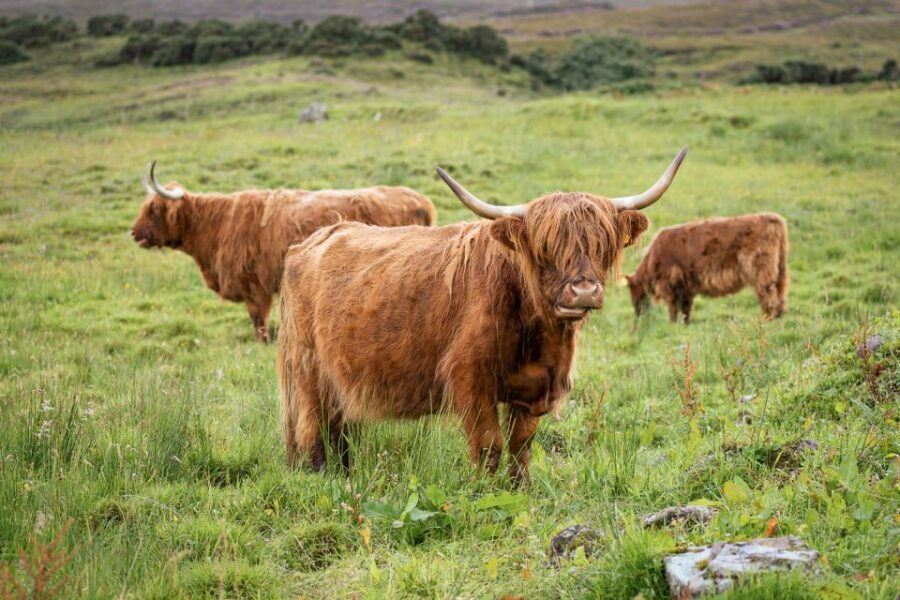 From Edinburgh: Loch Ness and The Highlands Tour - What the 12 Hours Actually Feels Like (and What to Do About It)