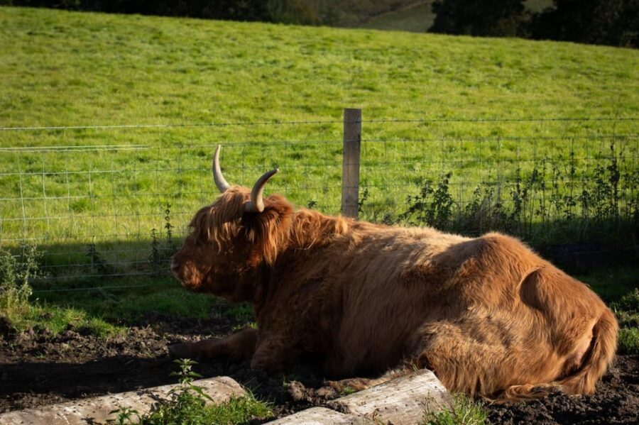 From Edinburgh: Loch Ness, Glencoe & Scottish Highlands Tour - Pitlochry Victorian break: the short stop that can still matter