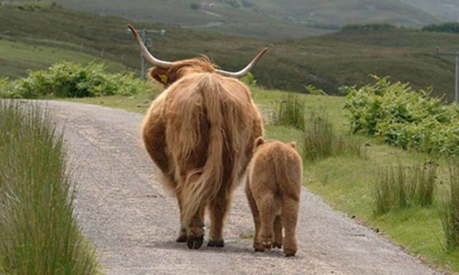 From Edinburgh: Loch Ness & Inverness Tour in Spanish - The Scenic Drive Through the Highlands: Big Names, Big Geography