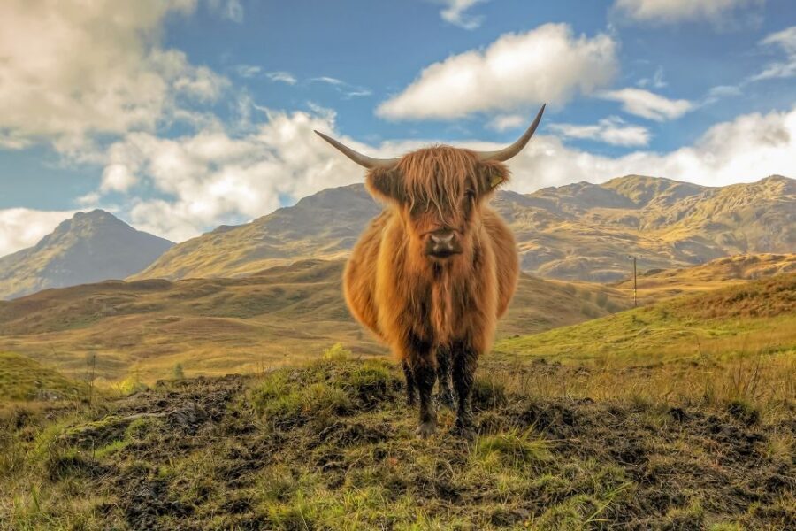 From Edinburgh: Stirling Castle, Loch Lomond & Whisky Tour - Riverside Museum and the Glasgow stop: good idea, but check the day