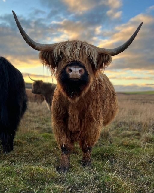 From Edinburgh: The Kelpies, Glencoe & Loch Lomond Day Tour - Key things you’ll notice on the day tour