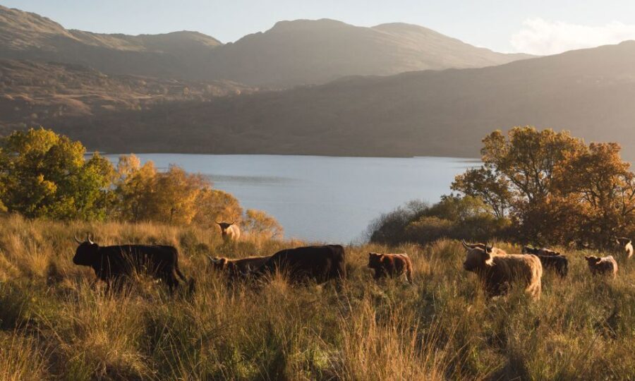 Glasgow and Scottish Lakes Tour in Italian - Loch Katrine: the walk that slows you down