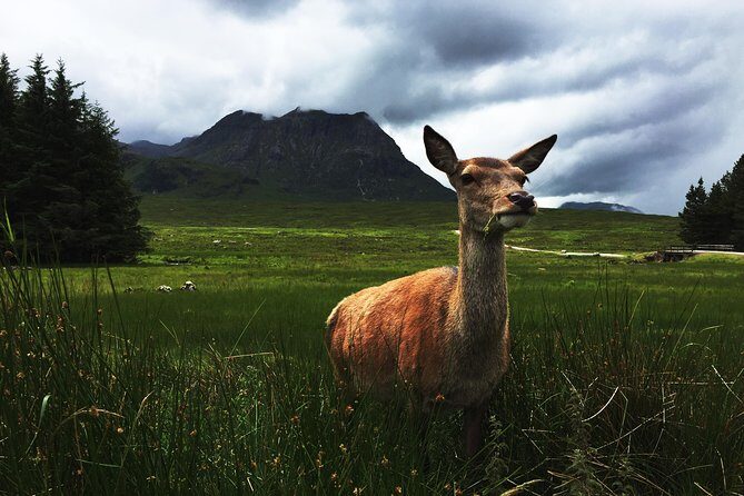 Glencoe & Highlands: Private Land Rover Tour - Stop 3: Rannoch Moor Viewpoints and That “Are We There Yet” Magic