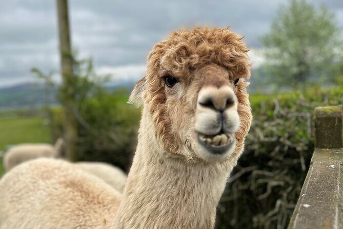 Highland Cows, Walk Alpacas & Scottish Wildlife Centre from Edin. - Key highlights worth putting on your radar