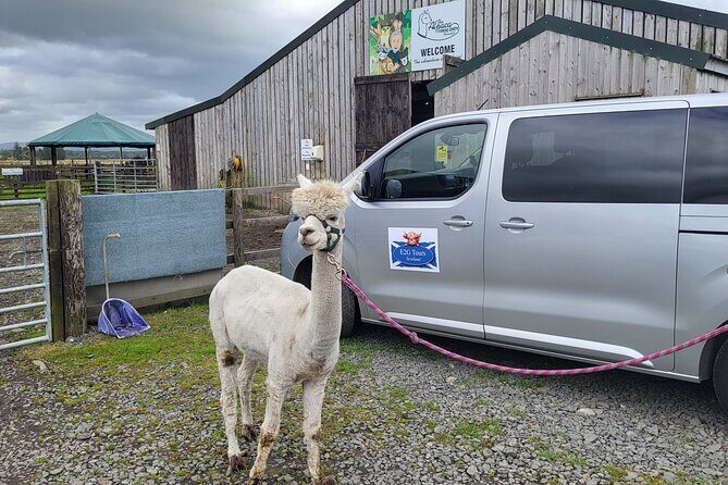 Highland Cows, Walk Alpacas & Scottish Wildlife Centre from Edin. - The 9-hour flow: how the timing stays comfortable