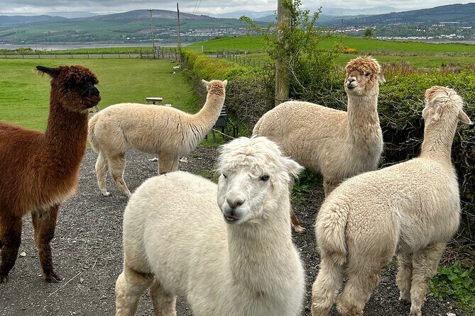 Highland Cows, Walk Alpacas & Scottish Wildlife Centre from Edin. - The Highlands and Lowlands castle drive-by: quick culture, no long ticket line