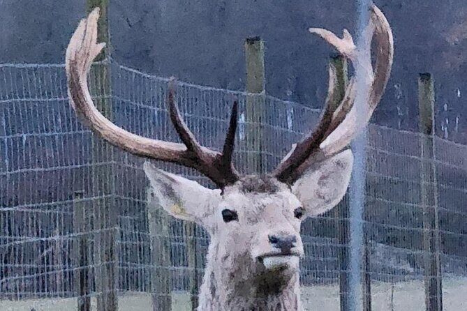 Highland Cows, Walk Alpacas & Scottish Wildlife Centre from Edin. - Guides and pacing: why this feels personal in the best way