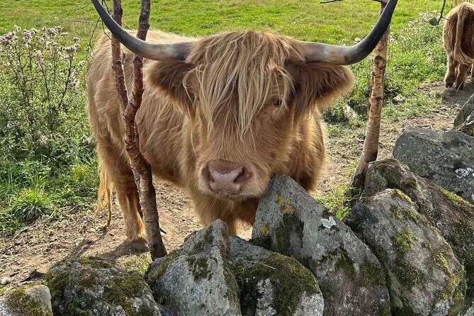 Highland Cows, Walk Alpacas & Scottish Wildlife Centre from Edin. - Price and value: what $937.56 per group really buys