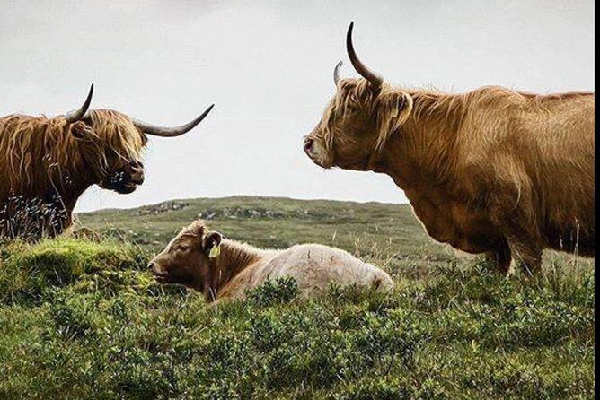 Highlands + Glencoe + Loch Ness Private Tour - Key highlights