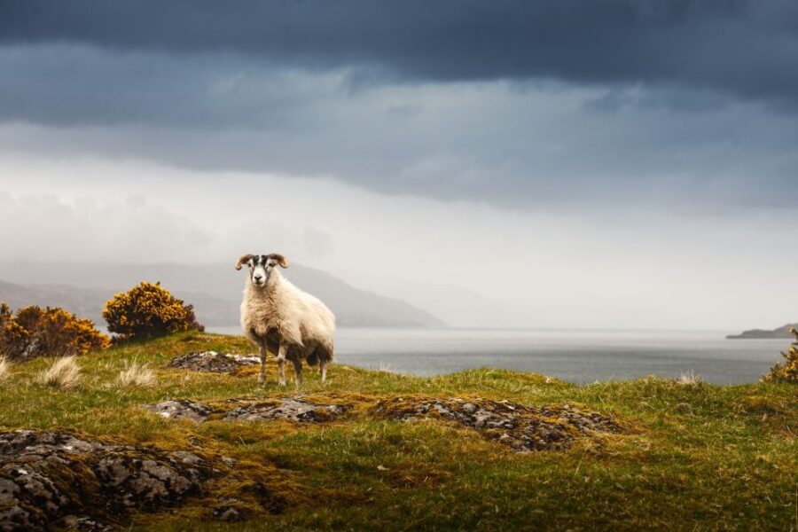 Iona, Mull, and Isle of Skye: 5-Day Tour from Edinburgh - Price and Logistics: What You’re Paying For (and What You’re Not)