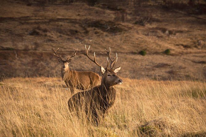 Loch Ness, Scottish Highlands, Glencoe and Pitlochry Tour - Through Loch Lomond and the Trossachs: Where Stories Meet the Road