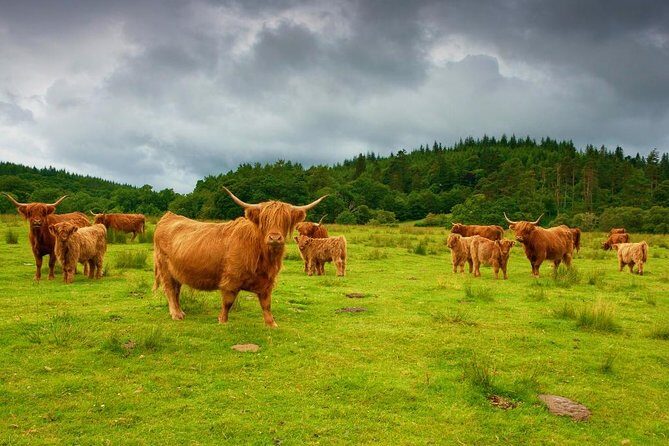 Loch Ness & Urquhart Castle Private Day Tour from Edinburgh - Loch Ness choice: cruise with Urquhart views or the Loch Ness Centre