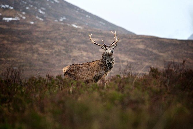Private Glencoe Driving Tour from Edinburgh - Getting picked up from Edinburgh and the day’s real timing