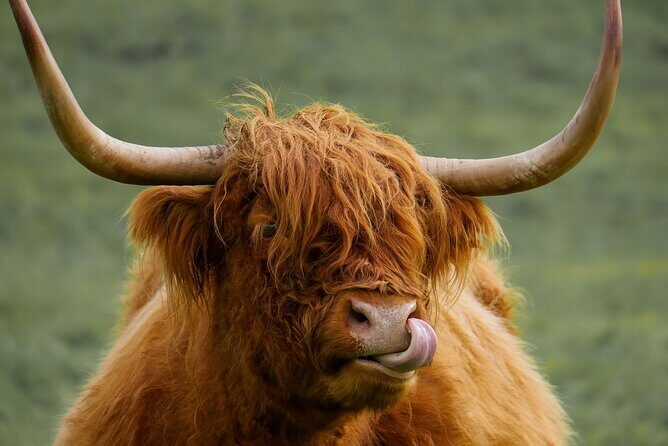 Private Luxury Mini Highlands Tour From Edinburgh - Braveheart - Kilmahog and the Hairy Coos: feeding time you won’t forget