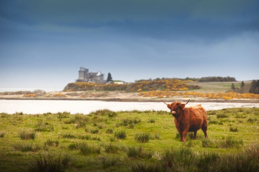 Scotland: West Highlands, Mull and Iona 4-Day Tour - Day 2: Iona Abbey, Celtic crosses, and choosing between quiet and awe
